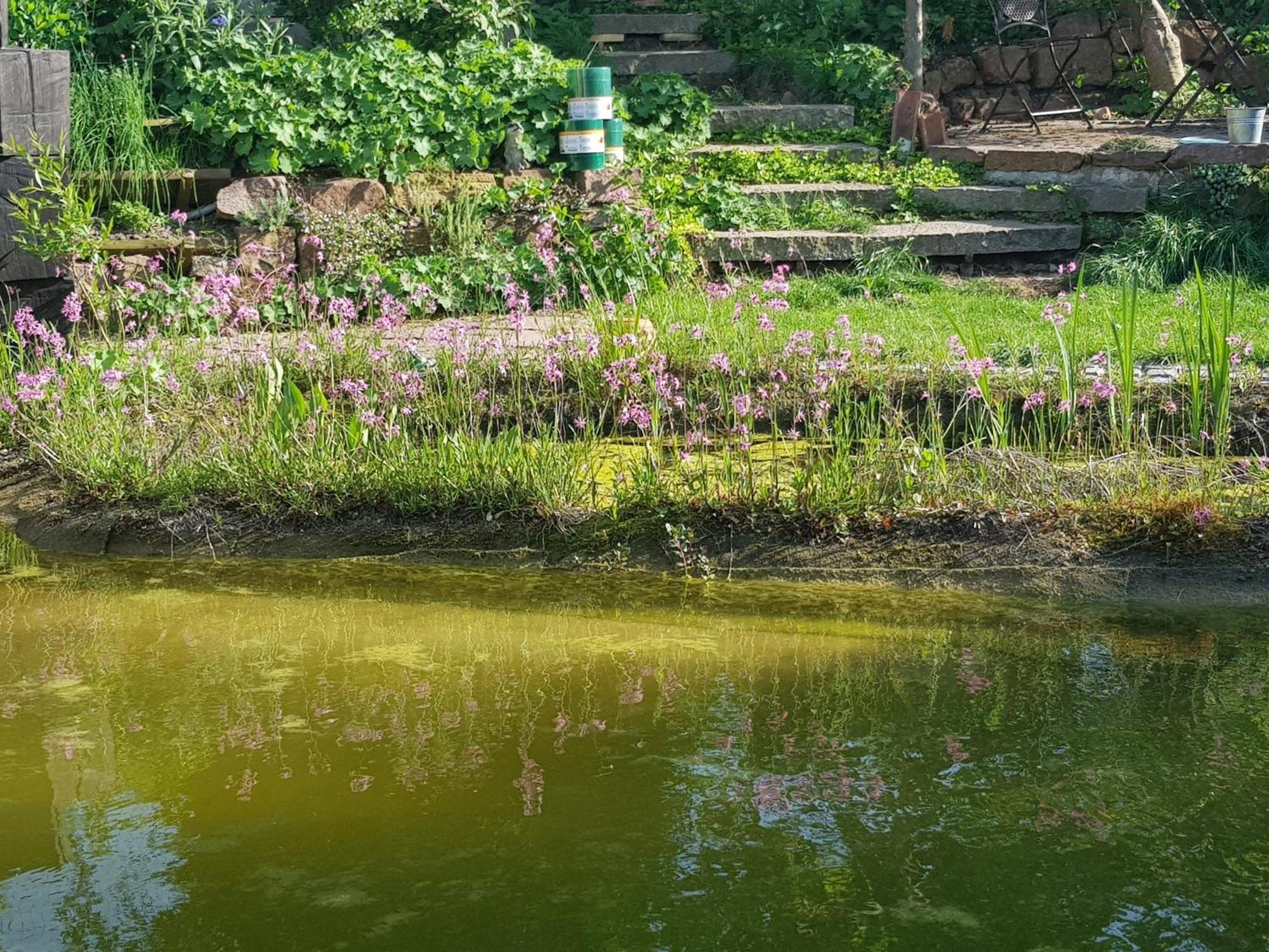 Wohnung Mit Sauna, Garten & Schwimmteich Бітігайм-Біссінген Екстер'єр фото